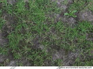 Photo Texture of Grass 